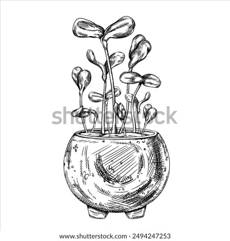 Young green germinating sunflower sprouts from sunflower seeds. Hand drawn illustration in line art style. A plant in a stylish concrete pot. Linear black drawing of organic micro-greens