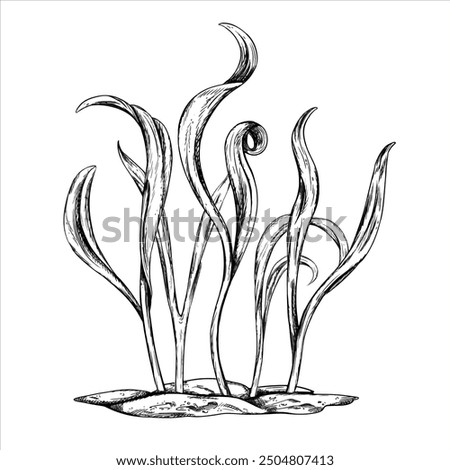 Young green sprouting spinach sprouts from seeds hand drawn in black ink graphically. A legume plant growing from the soil in a home garden. Lineart style painted by black on isolated background