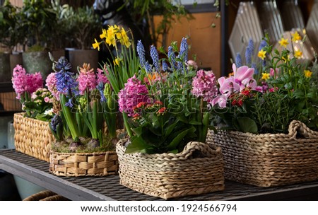 Happy spring mood baskets of flowering plants such as hyacinths, daffodils, mint, kalanchoe in a greek flower shop in springtime. Horizontal. Daylight. Close-up.