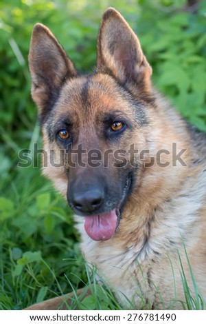 Wolf-dog portrait