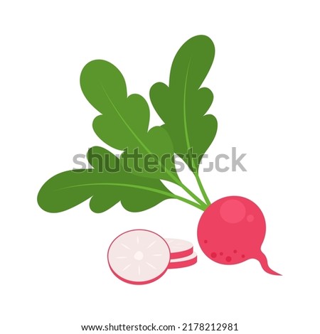 Whole European red radish and slices isolated on white background. Raphanus raphanistrum. Vegetarian food. Vector vegetables illustration in flat style.