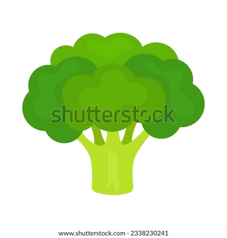 Green fresh broccoli vegetable isolated on white background. Brassica oleracea var. italica. Calabrese broccoli icon. Healthy organic food concept. Vector illustration of vegetables in flat style.