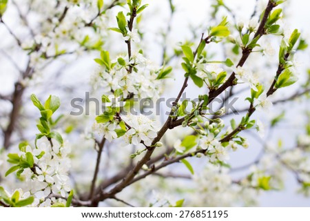 Flowering plum flowers in spring with green leaves, flower natural seasonal background