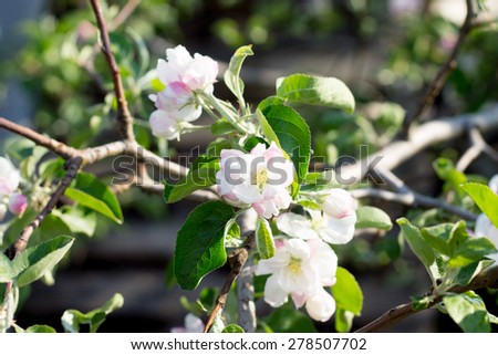 Blooming apple flowers in spring with green leaves and flowers natural seasonal background