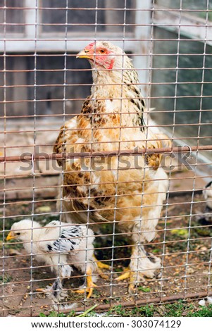 Chicken with chickens in a cage outdoors. Soft focus.