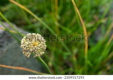 Similar – Foto Bild Zierlauchblüte verblüht,  Nahaufnahme