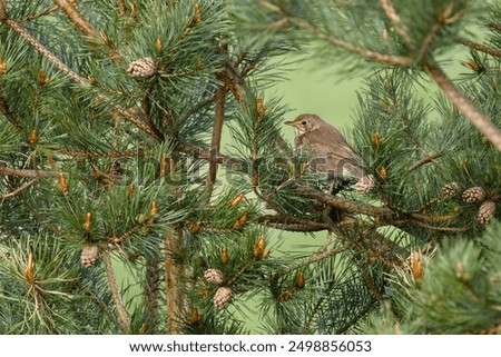 Similar – Image, Stock Photo Thrush in tree