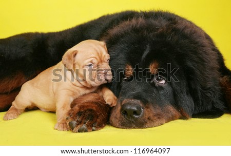 Big dog and puppy on yellow background.