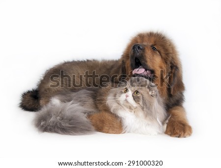 Cat and the dog. Tibetan Mastiff and highland fold