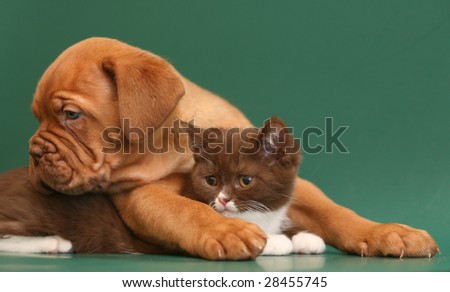 Puppy and kitten on a green backgrounds.