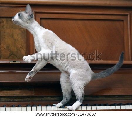 Cat standing on hinder legs on the piano.