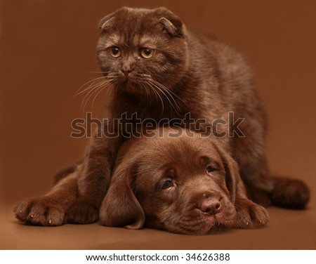 Brown puppy and brown kitten.