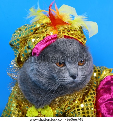 Portrait of a cat in a carnival costume.