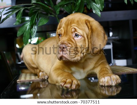 Puppy dog from Bordeaux on the glass table.