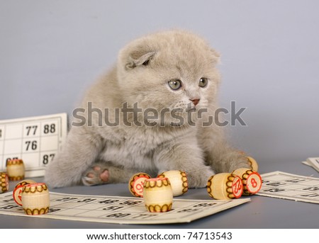 Lilac Scottish kitten playing in a bingo.