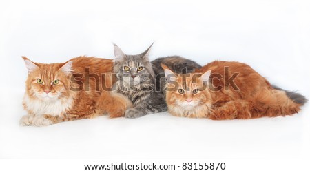 Three Maine Coon Cats on a white background.