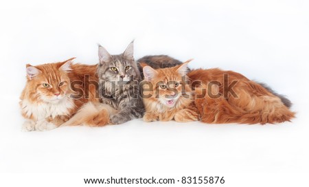 Three Maine Coon Cats on a white background.
