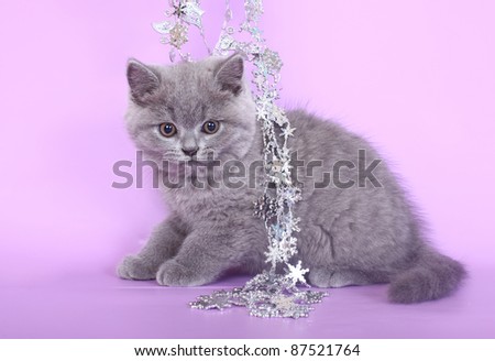 British kitten with a New Year\'s garland on a pink background.