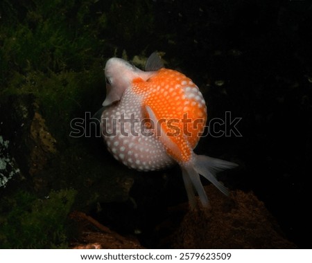 Similar – Foto Bild Goldfisch (Carassius auratus)