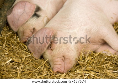 Two pigs sleeping in a straw filled enclosure