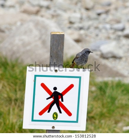 The photo of a songbird in High Tatras, Slovakia
