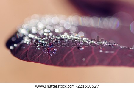 The photograph of a water drop on the leaf of a shrub wig / Drops on leaf