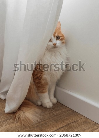 Image, Stock Photo Beautiful red cat