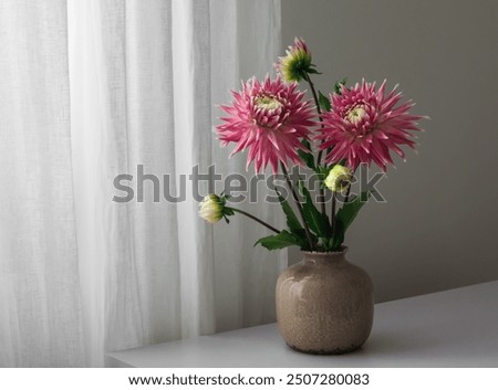 Image, Stock Photo Pink dahlia, minimal aesthetic background