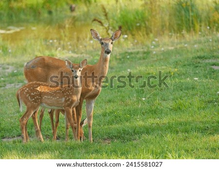 Similar – Foto Bild Rehblick Wiese Wildtier