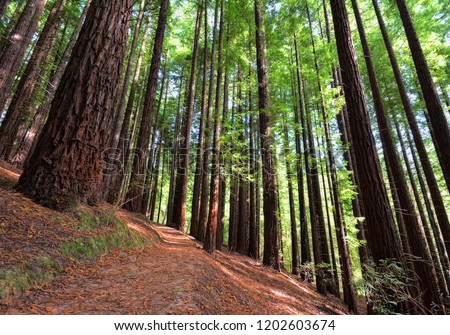 Sequoias in Cabezon de la Sal, Spain. Natural Monument of the Sequoias Monte Cabez—n. Foto stock © 