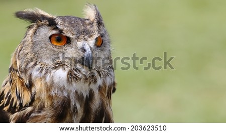 Euroasian eagle owl on a green background.