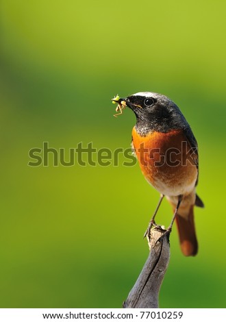 Redstart with insect in beak.