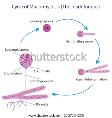 Cycle of Mucormycotic (The black fungus) - Mucor