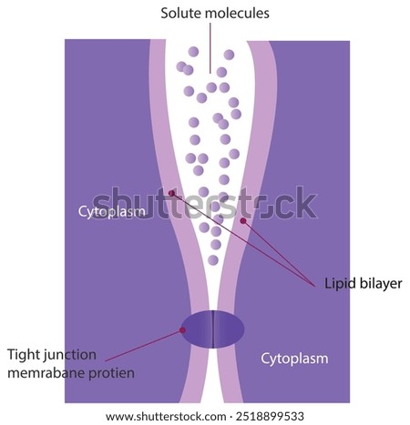 Tight junctions. A tight junction model that exhibits intermittent contact points between integral proteins from two apposing membranes.