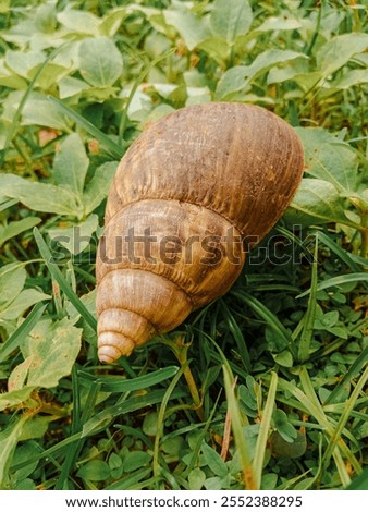 Similar – Image, Stock Photo Snail house pattern.