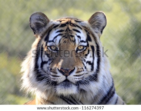 Bengal Tiger Portrait, Behind the Fence