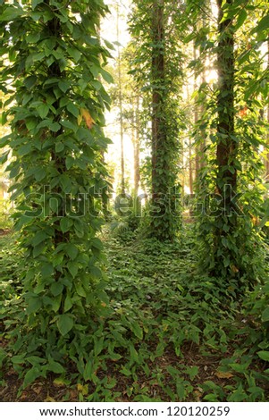 Tropical Ground Cover Plants Growing in Woods