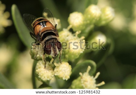 American Hover Fly Sipping Nectar from Small Flower