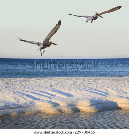 Two Brown pelicans Fly Over White Sand Beach with Tide Pool at Sunrise