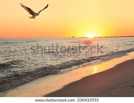 Osprey Flies in From Unsuccessful Fishing Trip as the Sun Sets at the Beach