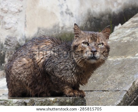 A Soaking Wet Feral Cat in Kotor, Montenegro