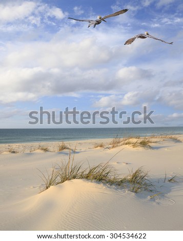 Two Brown Pelicans Fly Over a White Sand Florida Beach