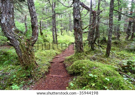 Alaska Forest Trail