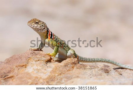 Collared Lizard (female)