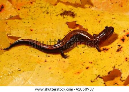 Red Back Salamander on Yellow Fall Leaf