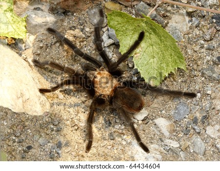 tarantula spider in New Mexico Desert