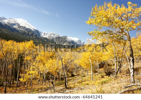 Aspen Trees and Mountains in Fall at Rocky Mountain National Park