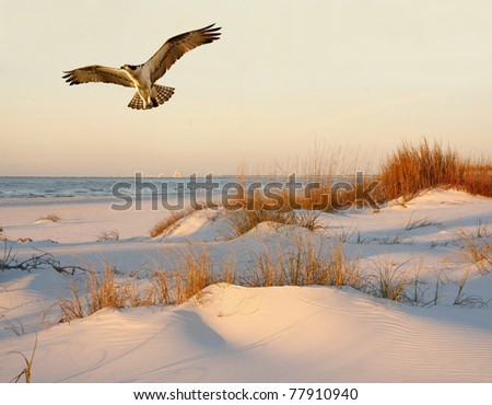 Osprey Flying over the Sand Dunes at Sunrise