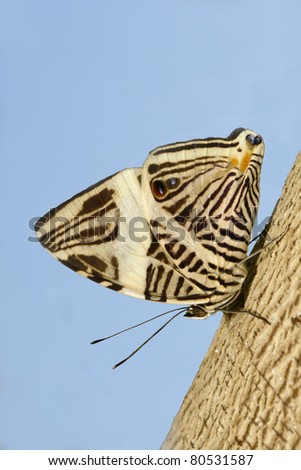 Tropical Mosaic Butterfly on Tree Trunk against Blue Sky