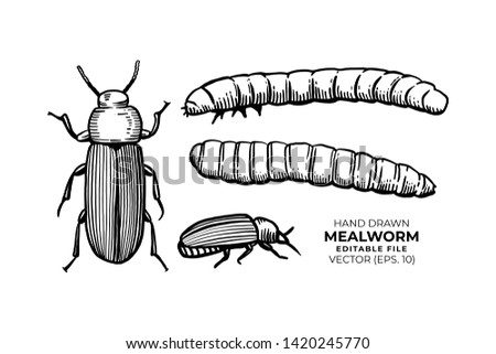 Mealworms hand drawn vector illustrations